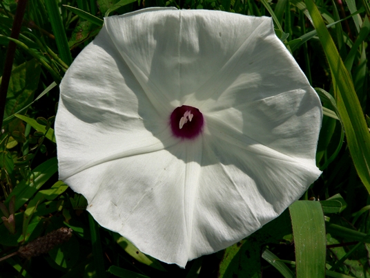 {Ipomoea pandurata}